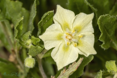 Trans Pecos Five Eyes Wildflower